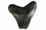 Bargain, Megalodon Tooth - North Carolina #152833-1